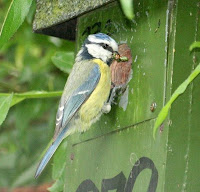 Blue Tit