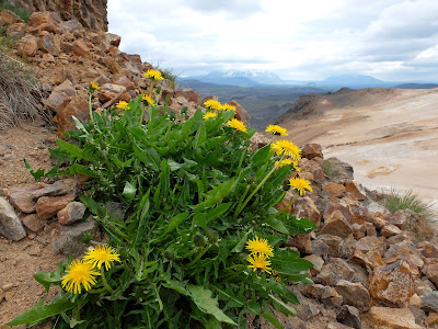 Taraxacum spp. - Dandelion (#222)