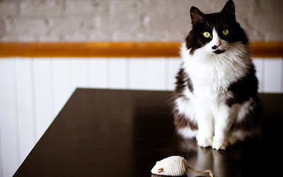 cat-black-and-white-mouse-toy-wallpaper-1680x1050