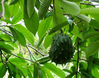 Manfaat Daun Sirsak Untuk Penyakit Paru-Paru