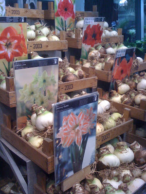 Amsterdam Flower Market, flowers, plants, flower market, tulips