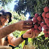 Fruit Picking Jobs in Canada