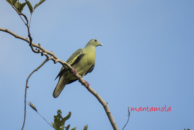 Pink-necked Green Pigeon(Treron vernans)