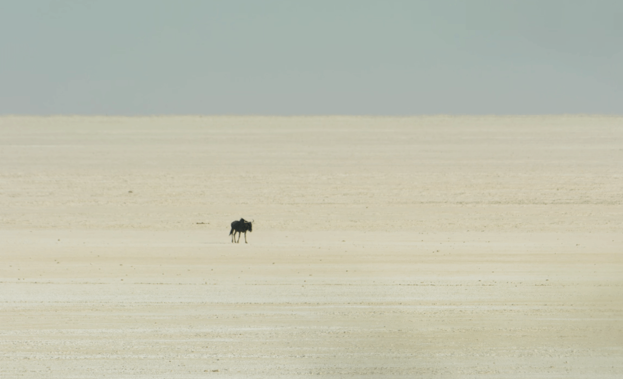 Etosha National Park | Namibia