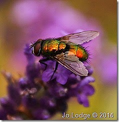 IMG_5824