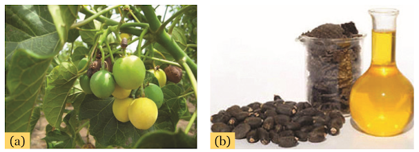Gambar (a) Tanaman Jarak (Jatropha curcas L.), (b) Biji dan Minyak Tanaman Jarak