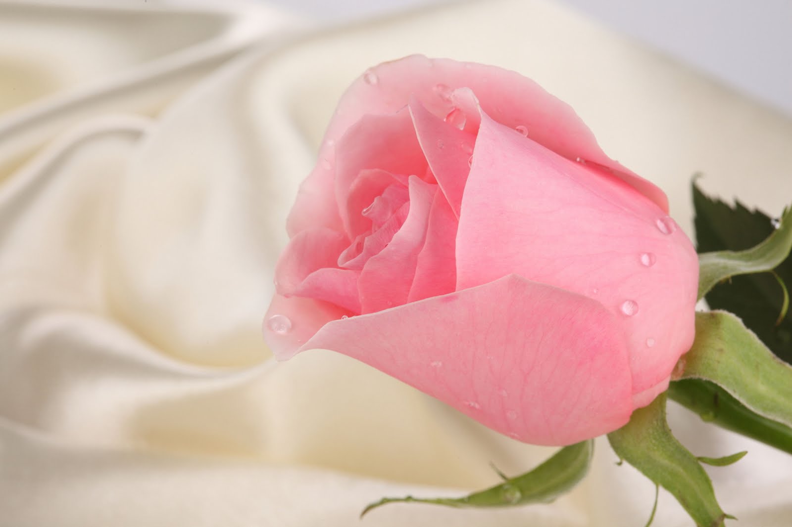 beautiful pink rose