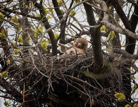 Red-tailed hawk Amelia and her chick in Tompkins Square