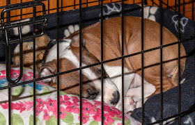 Photo of Ruby fast asleep in her cage while the floor was up