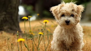 Fondo de pantalla perros 1920x1080,imagenes de perritos tiernos y chistosos,perritos bonitos y chiquitos,perritos bebes bonitos y tiernos,perritos bebes tiernos,perritos tiernos videos,perritos y gatitos tiernos,gatitos y perritos bebes,perritos bebes pug,perros bonitos y baratos