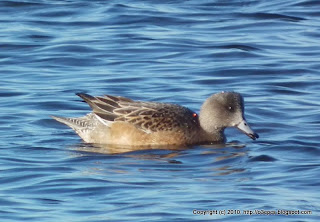 American Wigeon, 11/13/10, Salt Pannes, Parker River NWR