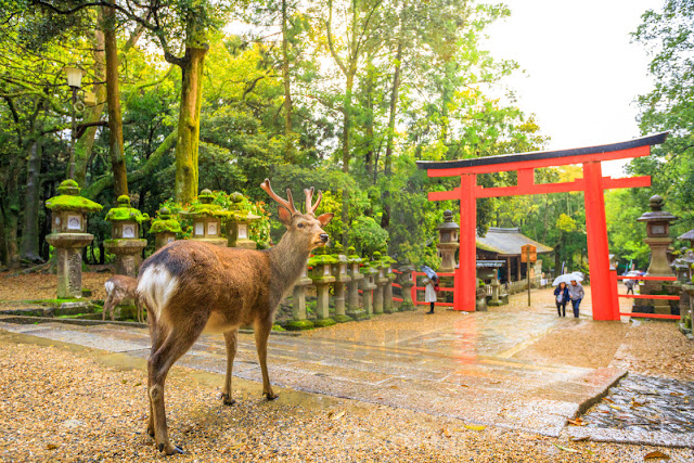 Nara 