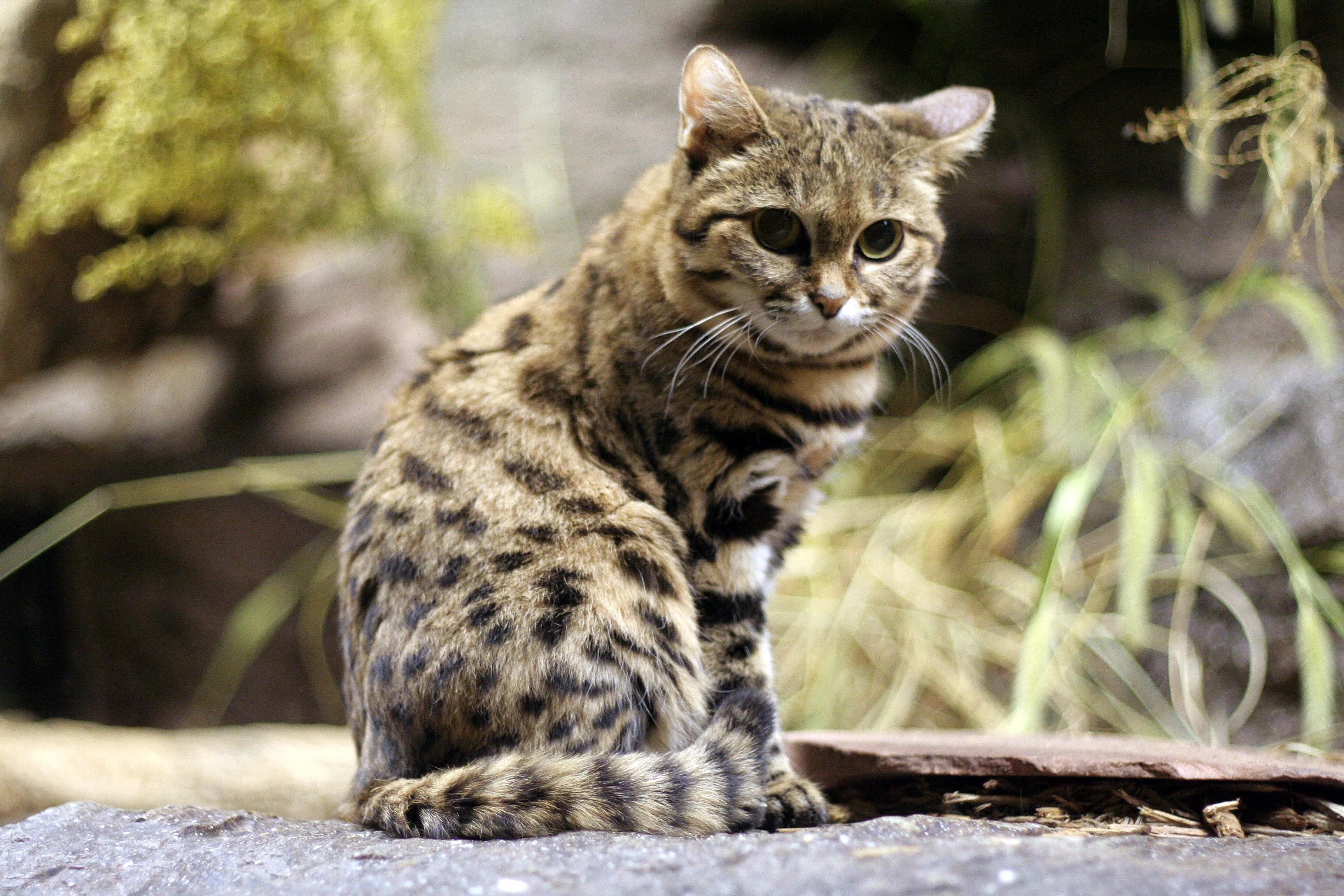 A Black-footed cat