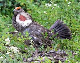 Gallo de las rocosas: Dendragapus  Falcipennis falcipennis