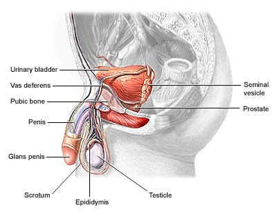 Organ Reproduksi Pada Pria Chemistryeducenter