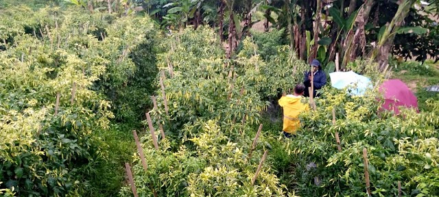 Petani Sepakat Amankan Pasokan Cabai Jelang Ramadan, Harga Cabai Muai Turun 