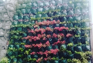 JASA PEMBUATAN VERTIKAL GARDEN SINOX NURSERY
