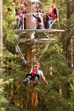 Family Friendly Otway Fly Treetops Adventures, Melbourne