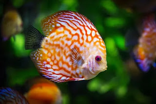 How does the fish sleep?