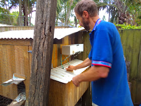  the proliferation of native bees frugal ness 3 5 native bee hives
