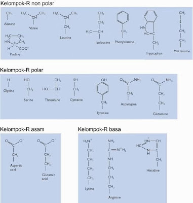 Hasil gambar untuk struktur asam amino