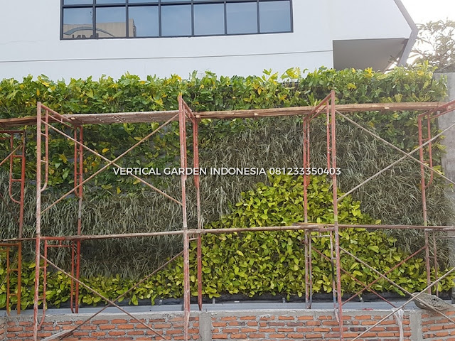 VERTICAL GARDEN INDONESIA SPESIALIS JASA PEMBUATAN VERTICAL GARDEN DI SERANG DAN DI SELURUH WILAYAH SERANG DENGAN TENAGA YANG PROFESIONAL DAN DAPAT DI PERCAYA YANG SELALU MENGUTAMAKAN SEBUAH MUTU DAN KUALITAS PEMASANGAN VERTICAL GARDEN/TAMAN DINDING, JASA TUKANG TAMAN VERTICAL SERANG, JASA VERTICAL GARDEN SERANG