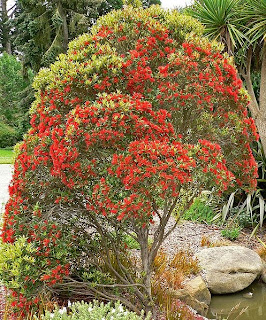 arbol rata del sur Metrosideros umbellata