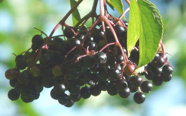 Black elderberry tea