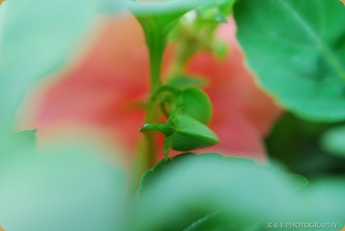 DSC_0027