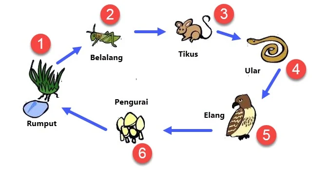 Rantai Makanan Di Padang Rumput