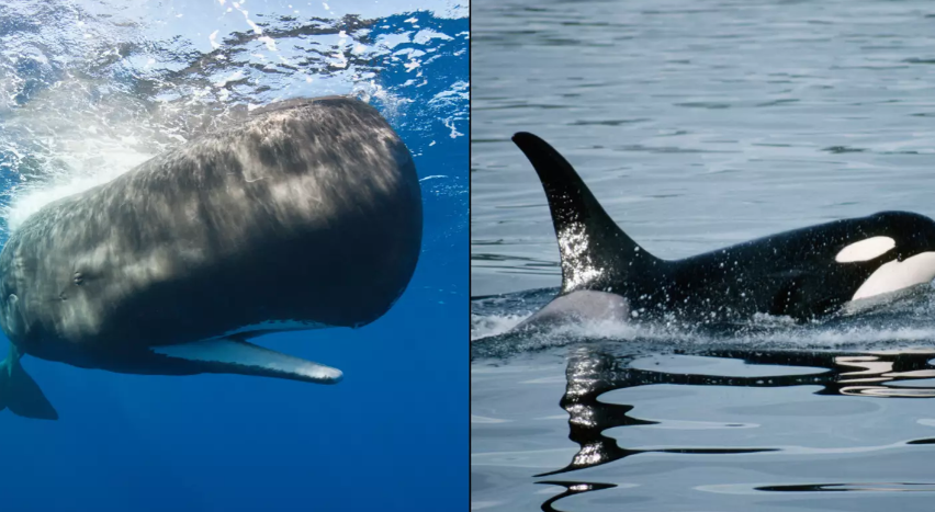 Marine Showdown: How Sperm Whales Unleashed a 'Poonado' to Defend Against Orcas