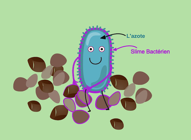 Bacteriën worden gemaakt van stikstof in de bodem. Als ze leven, produceren ze "slijm". Plantenwortels groeien en duwen om zich te vormen zodat bodemdeeltjes samenklonteren. Wanneer bacteriën sterven, eten regenwormen ze op en geven ze ammonium af. NH4 voor planten om op te nemen.