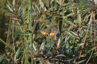 Hummingbird Hawk Moth