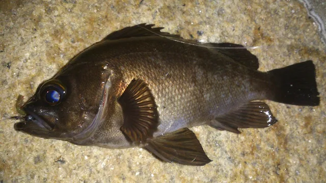 夜が明ける前にメバルが釣れました。