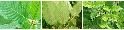 Kratom de hojas de venas blancas, rojas y verdes