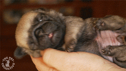 Teeniest Tiniest Puppies Gifs Being Adorably Teeny Tiny