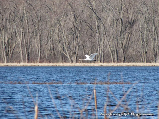 Mute Swans