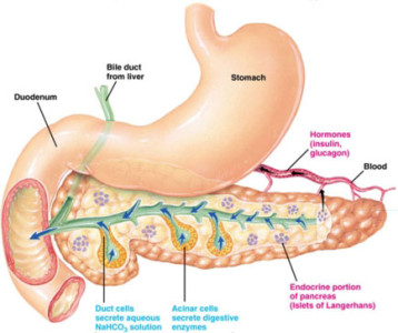 Jenis Hormon pada Kelenjar  Adrenal Kelenjar  Endokrin 