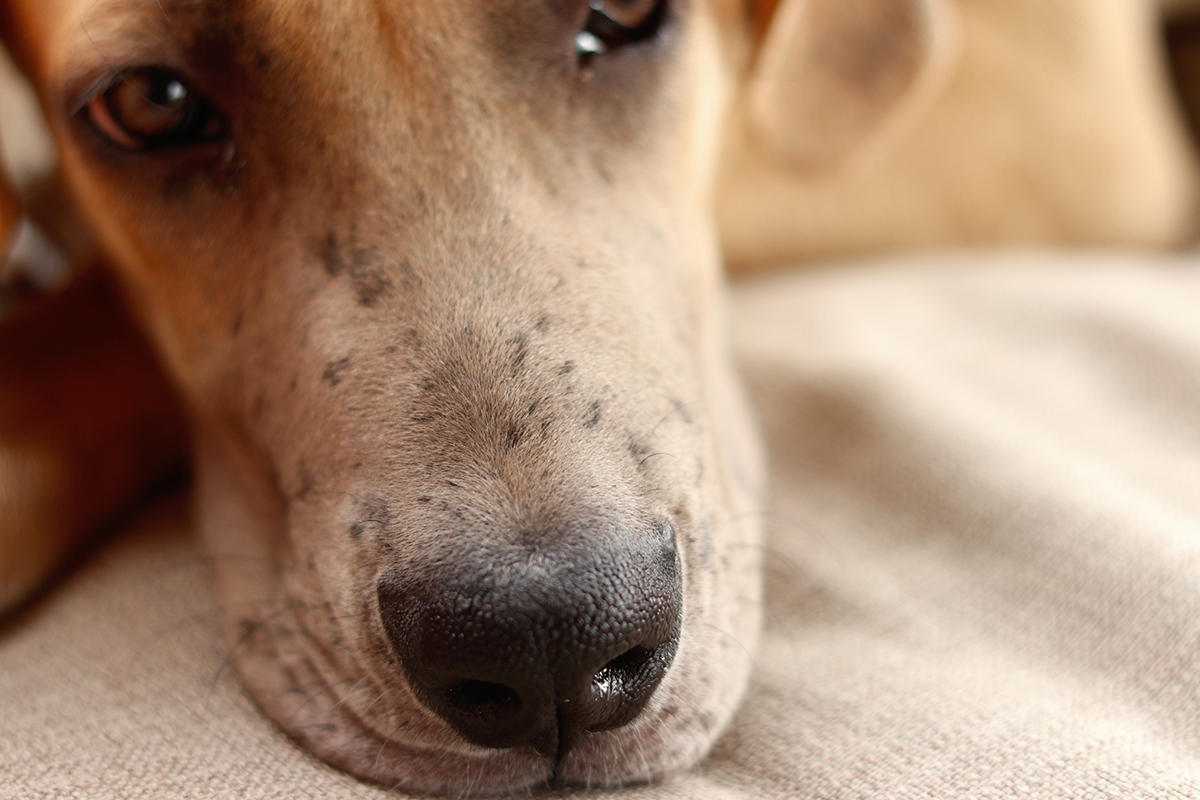 Puppy Freckles