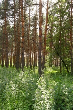 el bosque de los atletas se hara visible en tokio 2020