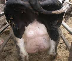 mycoplasma mastitis symptoms causes transmission treatment control in cattle goats and farm animals