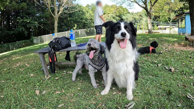 保護犬 ボーダーコリー トーマ ドッグランひぬま