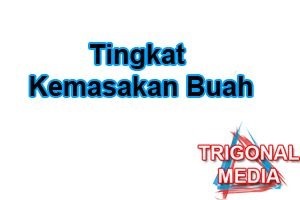 Tingkat Kemasakan Buah