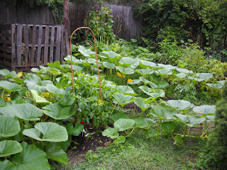 Growing Pumpkins