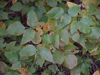 poison ivy vine. poison ivy vine pictures.