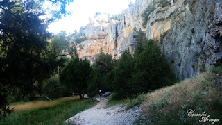 Imagen por uno de los caminos en el interior del Parque Natural del rio Lobos, con los pinares y a la derecha la inmensa pared de roca horadada por múltiples buitreras, por lo que el avistamiento de estas aves es muy normal.