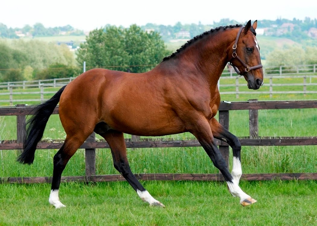 El caballo Cuarto de Milla, también conocido como American Quarter Horse, es una raza de caballo originaria de Estados Unidos.