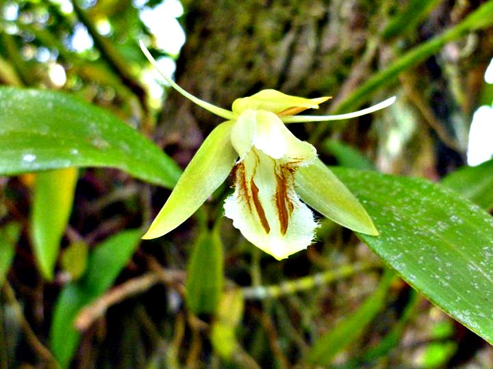 Koleksi Bunga Orkid Di Bukit Besi | Bukit Besi Blog