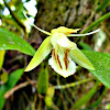 Bunga Orkid Platform : Orkid Bunga Kuning Menggoda & Hidup Usah Mengeji - Sime darby engineering / talisman malaysia limited.