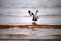 Willet with wings open, Fortune Bay, PEI, Canada - by Gina L'Esperance, May 2014